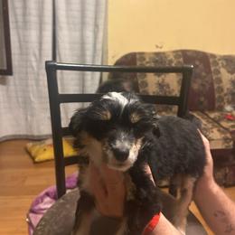 Vicky - Black and white female Chinese Crested puppy in Agricola, Mississippi from Xiao Lin Chinese Cresteds