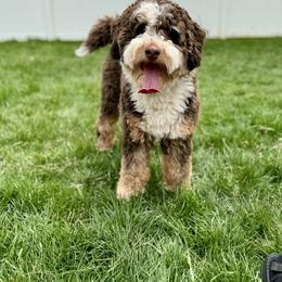 Taya - Bernedoodle