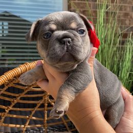 French Bulldog Puppies from Woodlands Frenchies