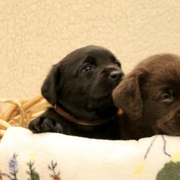 Labrador Retriever Puppies from Jody Parisi's Dunluce Labrador Retrievers