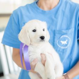 Golden Retriever Puppies from Southland Goldens