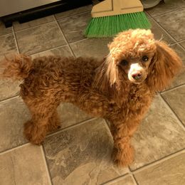 Poppy - Poodle