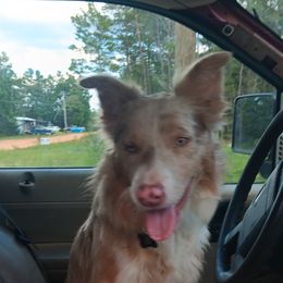 Jasper - Border Collie