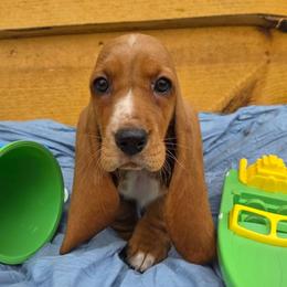 Ms. Lincoln - Mahogany and white female Basset Hound puppy in Big Rapids, Michigan from Basket Hound Bassets