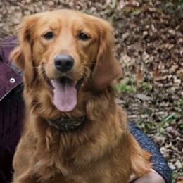 Golden Retrievers from North Country Goldens
