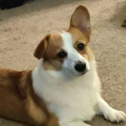 Rosie - Pembroke Welsh Corgi