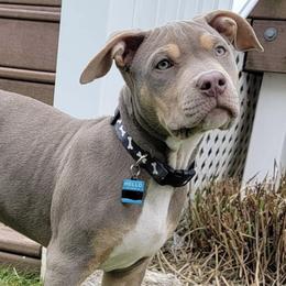Boy 2 - American Bully puppy in Ocean City, Maryland from NV Kennels