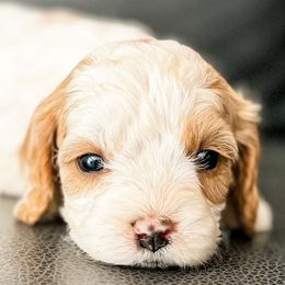 Cavapoos and Goldendoodles from Fitzdoodles