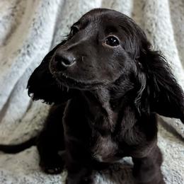 Dachshund Puppies from Valhallah Farms