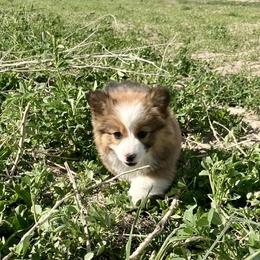 Pembroke Welsh Corgi Puppies from Nielsen's Straight Arrow Corgis