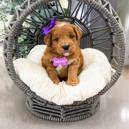 Parsley - Red  female Goldendoodle puppy in West Haven, Utah from Split Mountain Doodles