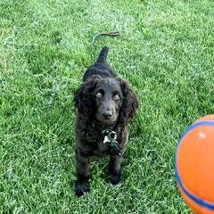 Boykin Spaniel Puppies from Bayhill Boykins