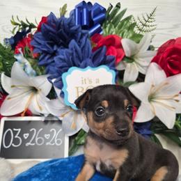 Cedar - Black tan and white male Rat Terrier puppy in Brookfield, Missouri from Country Rat Terriers