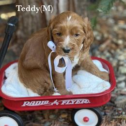 Teddy - Red male Australian Labradoodle puppy in Citrus Heights, California from Elite Blend Labradoodles