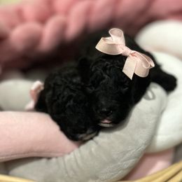 Goldendoodle Puppies from Our Darling Doodles