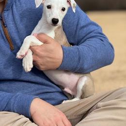 Atlas - White and fawn male Whippet puppy in Sugar Valley, Georgia from Pinnacle Farm and Kennel