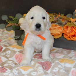 Candy - Golden Retriever puppy from Sierra View English Creams