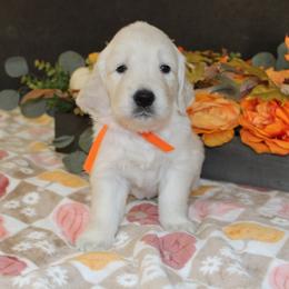 Candy - Golden Retriever puppy from Sierra View English Creams