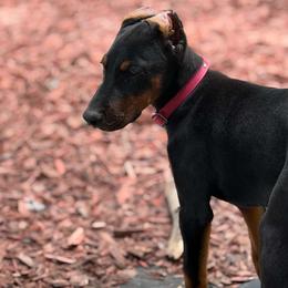 Girl 1 - Black and rust female Doberman Pinscher puppy in Fraziers Bottom, West Virginia from Loyal Hearts Farm / RK's Dobermans