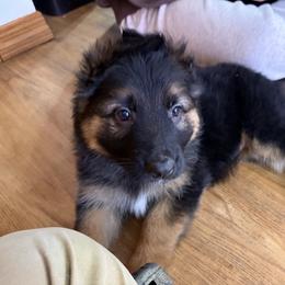 Neon - Black and tan female German Shepherd puppy in Fort Wayne, Indiana from AA Kennel