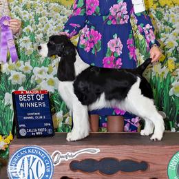 English Springer Spaniel puppies from Ivy Hill English Springer Spaniels