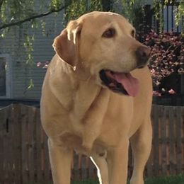 Labrador Retrievers from Blackjax Labradors