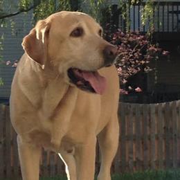 Labrador Retrievers from Blackjax Labradors