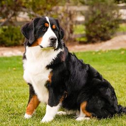 Millie - Bernese Mountain Dog