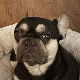 Hazel - French Bulldog