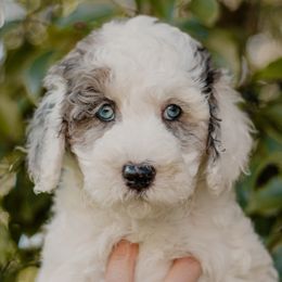 Cookie - Sheepadoodle puppy from Dooling Doodles