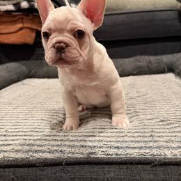 Pink - Cream female French Bulldog puppy in Long Beach, California from Royal velvet frenchies