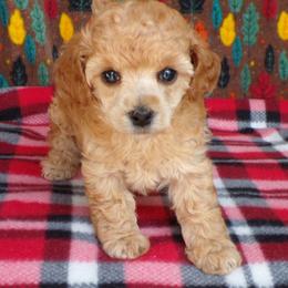 Lacy - Apricot female Poodle puppy in Hurricane Mills, Tennessee from Scenic Hills Kennels