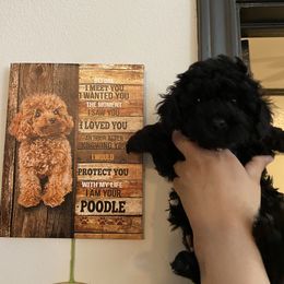 Poodle Puppies from Toy Poodle Kingdom