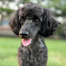 Izzy - Poodle