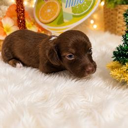 Speckles - Chocolate male Dachshund puppy in Pleasant Plains, Arkansas from JGBs Silver Spur Dachshunds
