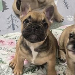 French Bulldog Puppies from Reds Frenchies