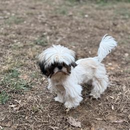 Champ - Tricolor male Shih Tzu puppy in Walkertown, North Carolina from Lil’ Bit’s Shih Tzu