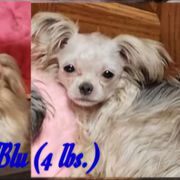 Icy Blu - Mi-Ki