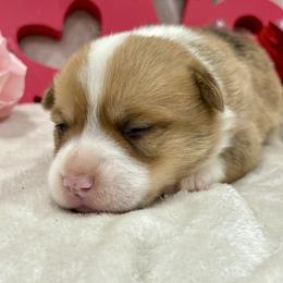 Lutinate - Red male Pembroke Welsh Corgi puppy in Dugspur, Virginia from Camelot Corgis