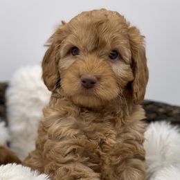 Australian Labradoodle and Labradoodle Puppies from Doodles_Ko