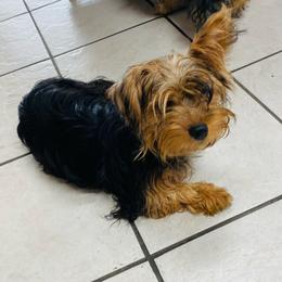 Girl 1 - Black and gold female Yorkshire Terrier puppy in Marion, Indiana from Thomas Terriers
