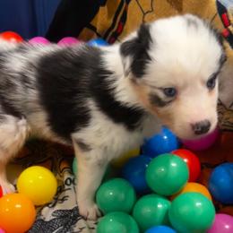 Odin (Kalimba) - Blue merle male Australian Shepherd puppy in Bennett, Colorado from Alolan Angel Aussies