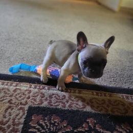 French Bulldog Puppies from Blue Cedar Kennels