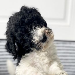 Bernedoodle Puppies from Mountain Top Doodles