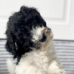 Bernedoodle Puppies from Mountain Top Doodles