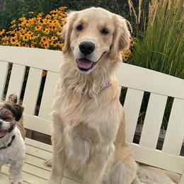 Daisy - Golden Retriever