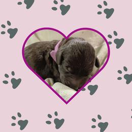 Mallory - Black female Portuguese Water Dog puppy in Jacksonville, Florida from Atlantic Coast PWD