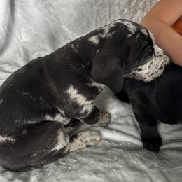 Great Dane Puppies from Denver Danes