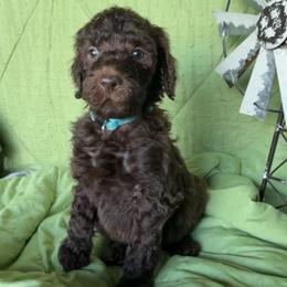 8. BIRCH - LIGHT BLUE COLLAR BOY - Chocolate male Goldendoodle puppy in Charlo, Montana from Heavenly Hilltop Farm