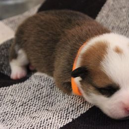 Pembroke Welsh Corgi Puppies from Tri-Star Stock Farm